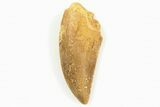 Serrated, Raptor Tooth - Real Dinosaur Tooth #200300-1